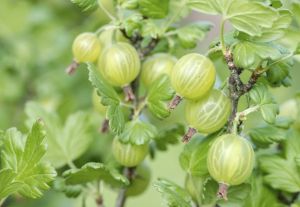 Frozen Gooseberry