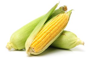 Fresh Maize