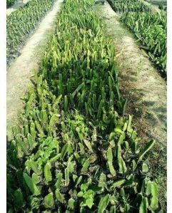 Red Dragon Fruit Plant