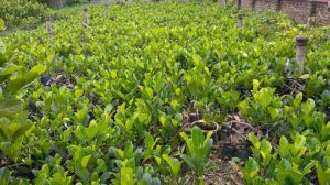 Red Jackfruit Plant