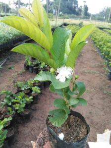 Taiwan guava plant