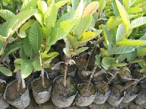 Thai 7 guava plants