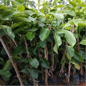 Thai Jamun Plant