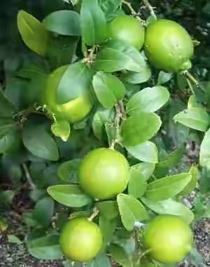 Thai lemon Plant