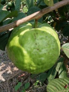 VNR Guava Plant