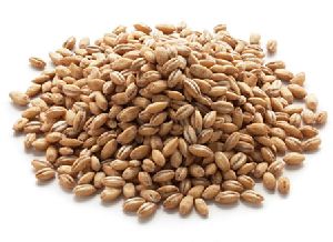 Food Grains