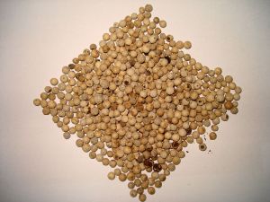 White Pepper Seeds