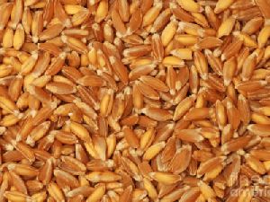 Khapli Wheat (Emmer Wheat)