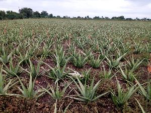 Aloe vera Plants