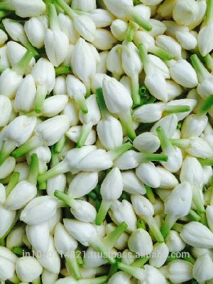 Fresh Jasmine Flowers