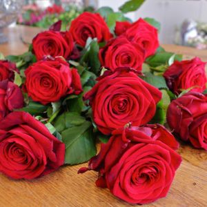 Fresh Red Rose Flowers