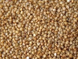 sorghum grains