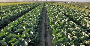 Cabbage Plant