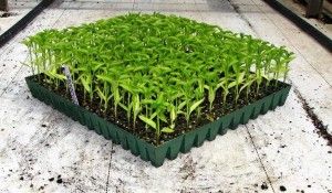 Capsicum Plant