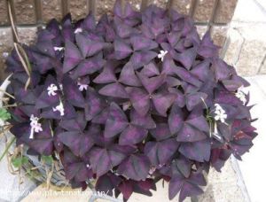 Oxalis flowers