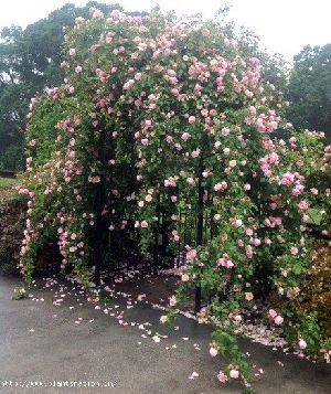 Rose Climber Pink