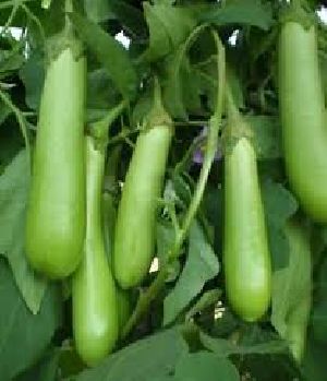 long green brinjal