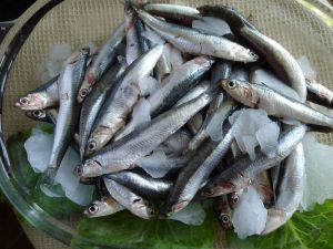 Anchovy Big / Nethili Fish