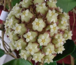 Hoya Incrassata Variegated leaves