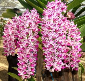 Rhynchostylis Cartoon Red