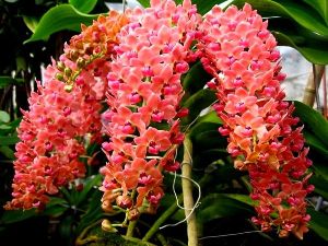 RHYNCHOSTYLIS CHANG SOM