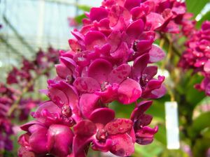 Rhynchostylis Pink Blooming PLANT