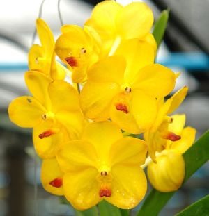 Vandachostylis Lilac