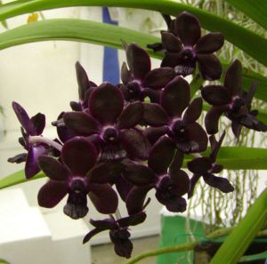 Vandachostylis Sri Siam