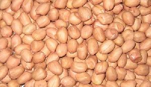 Groundnut