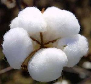 Raw Cotton