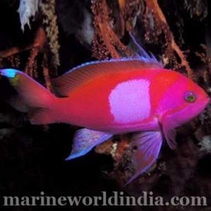 Square Back Anthias fish