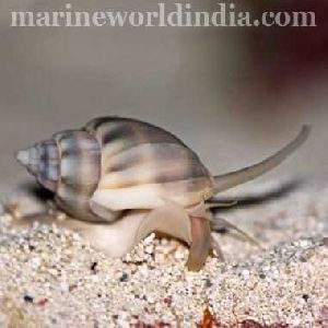 Super Tongan Nassarius Snails