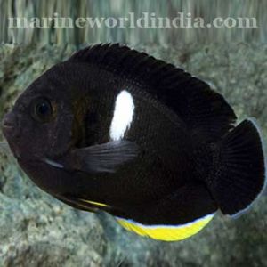 Tibican Angel fish