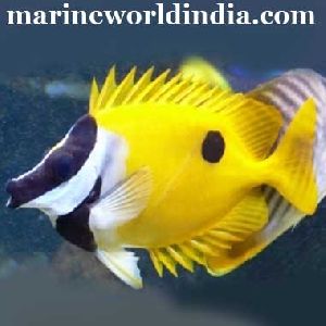 Yellow Rabbit Fish