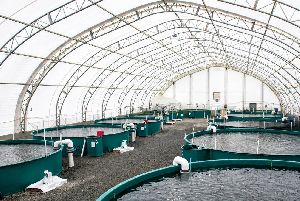 Water Cleaner Conditioner for Aquaculture