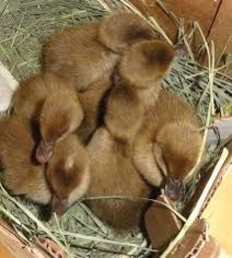 Khaki Chamble ducklings