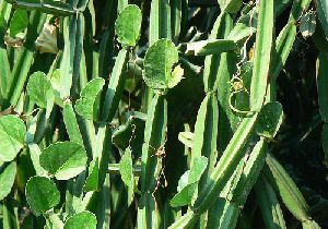 Pirandai Leaves