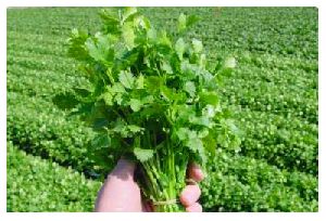 Coriander