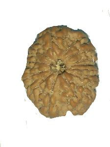 Rudraksha beads 13 face Nepal