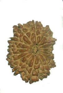 Rudraksha Beads 14 face Nepali