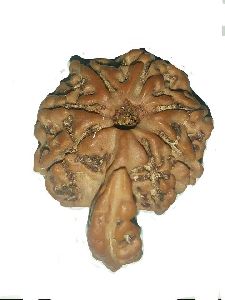 Rudraksha savar one mukhi Nepali