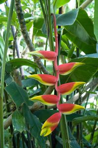 Heliconia