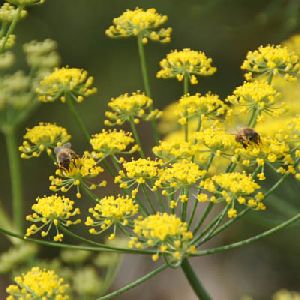 FENNEL FLORAL HONEY