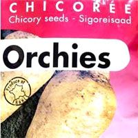 chicory seeds