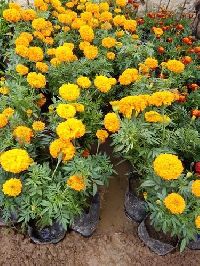 Hybrid Marigold (Genda) Plant