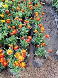 Jafri Marigold (Genda) Plant