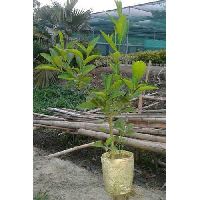 Thai lemon Plant
