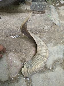 raw natural Ram /sheep horn