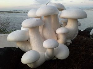 Milky Mushroom Cultivation