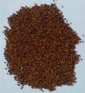 Ragi seeds ( millets)